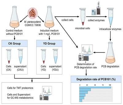 Insights into the biodegradation of pentachlorobiphenyl by Microbacterium paraoxydans: proteomic and metabolomic studies